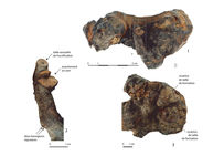 Vue d'ensemble et détails d'un courson de vigne découvert sur le site de Lattara, dans un puits en usage entre -30 et -15.