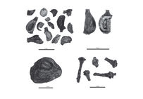 Résidus de pressurage : pépins fragmentés (en haut), épicarpe (ou peau de raisin,en bas, à gauche) et pédicelles (en bas, à droite).