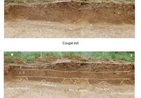 Coupe longitudinale des rangs de plantation montrant les bourrelets médians et un possible trou de piquet situé entre les fosses.