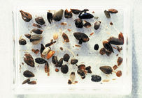 Diverses graines du VIIIe  siècle, parmi lesquelles quelques pépins de raisin.