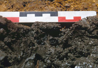 Restes de grains de raisin datés de la fin de la période carolingienne. Découverts en contexte humide, ils présentent encore leur enveloppe.