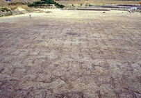 Vue générale de la plantation de vigne de Port Ariane.