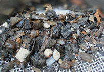 Tamisage de pépins de raisin.