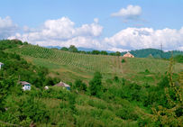 Vignoble près de Sotchi, Caucase (Russie).