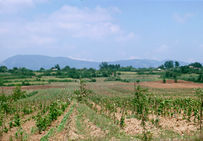 Vignoble à l'est de Koutaïssi (Georgie).