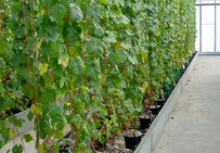 Lignée de vigne 40024, qui a permis de réaliser le séquençage du génome complet de la vigne.