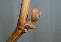 Lignée de vigne 40024, qui a permis de réaliser le séquençage du génome complet de la vigne.
