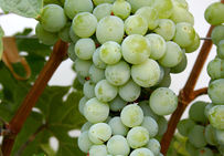 Lignée de vigne 40024, qui a permis de réaliser le séquençage du génome complet de la vigne.
