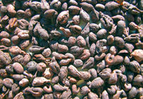 Restes de raisins carbonisés (graines, pédicelles, fragments de rafle et d'épicarpes) issus de vigne cultivée et retrouvés dans les niveaux incendiés de destruction du premier village gaulois de l'île de Martigues (Bouches-du-Rhône).