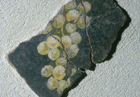 Peinture à la grappe de raisin, Maison de la paroi du globe (Saint-Just), Vienne.   Musée gallo-romain de Saint-Romain-en Gal, Vienne.