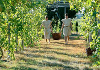 Vendange dans des vignobles conduits sur tuteurs hauts reliés par des barres transversales (Vitis compluviata).Archéologie expérimentale au Mas des Tourelles à Beaucaire (Gard).