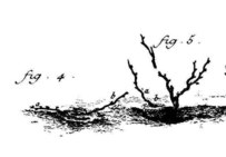 La technique du provinage, comparable au marcottage, consiste à coucher un sarment relié à la plante mère dans une rigole creusée à son côté...