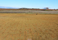 Vue générale de la plantation de vigne sur le site de Renaussas à Valros (Hérault), avec les marques de provinages.