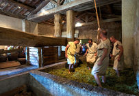 Foulage du raisin, archéologie expérimentale au Mas des Tourelles à Beaucaire (Gard).