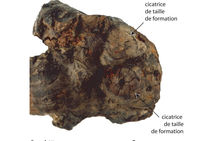 Un courson de vigne... (3). Les traces de taille de deux sarments au ras du courson, sur sa face inférieure, à l'une de ses extrémités, relèvent certainement d'une taille de formation.