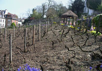 Vigne de Montmartre en 2007. Il s'agirait de la plus ancienne de la capitale. Au XVIe siècle, les Montmartrois sont principalement des laboureurs-vignerons.