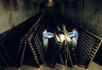 Remuage manuel des bouteilles de champagne sur pupitre. Cette manipulation, qui consiste à faire tourner chaque bouteille d'un huitième de tour en la redressant progressivement jusqu'à la verticale...