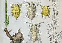 Planche représentant l'insecte responsable de la propagation du phylloxera et la façon dont il contamine les feuilles et les racines de la vigne...