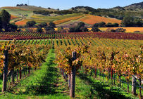 Vignobles de Napa Valley (Californie, États-Unis).