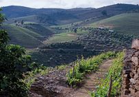 Vignobles de W&J Graham : la Quinta do Tua à Vila Nova de Gala dans la vallée du Douro (Portugal).