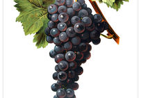 Planche ampélographique réalisée en 1909 par le peintre A. Kreÿder pour le Traité général de viticulture de P. Vialat et V. Vermorel.