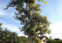 Vigne conduite sur une crosse (bois mort) de châtaignier écorcé à Marin (Haute-Savoie).