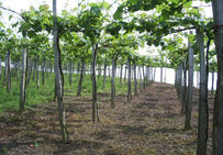 Vigne en treille sur échalas du vignoble de Txakoli de Guetaria (Pays basque espagnol).