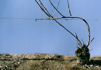 Taille Guyot : pied de vigne avant la taille, à Chouilly (Marne).