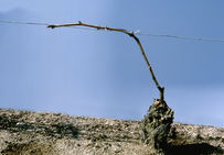 Taille Guyot : pied de vigne avant la taille, à Chouilly (Marne).