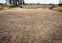 Vue générale de la plantation de vigne de Port Ariane.