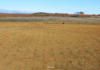 Vue générale de la plantation de vigne sur la parcelle située au sud-est du carrefour de voies (parcelle 02), faisant clairement apparaître les marques de provignages.