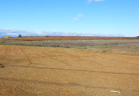 Vue générale de la plantation de vigne de la parcelle située au nord du carrefour de voies (parcelle 04)...