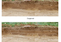 Coupe longitudinale des rangs de plantation montrant les bourrelets médians et un possible trou de piquet situé entre les fosses.