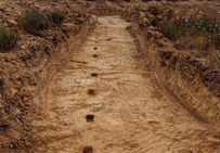 Un alignement de fosses de la plantation 1 vu lors du diagnostic.