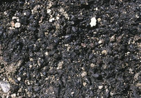 Couche uniquement constituée de pépins de raisin au sommetdu glacis du rempart qui défendait le quartier de Tropeyte (fin XIVe-débutdu XVe siècle).